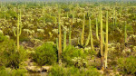 Candle Cactus
